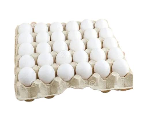 [EGG-00251] Egg
